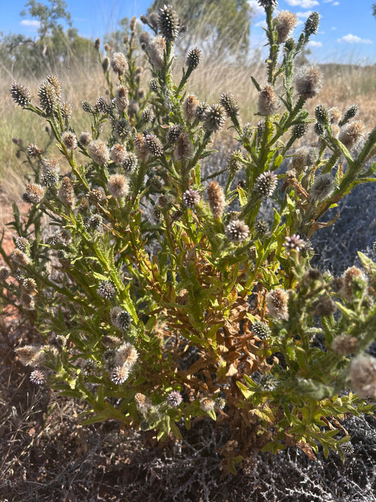🌼 Bush Daisy in Ointment and Soap: The Healing Flower From Country