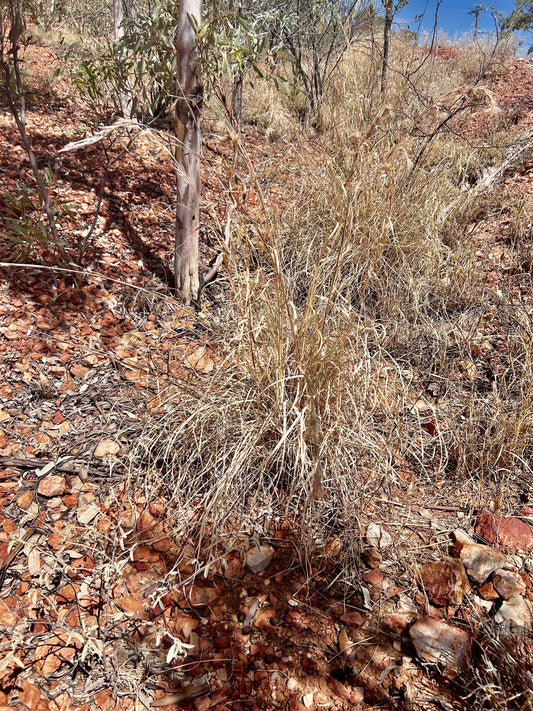 🌿 The Full Benefits of Lemongrass Exfoliating Soap