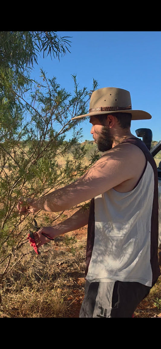 Eremophila (Emu Bush): The Bush Medicine Powerhouse for Skin, Pain, and Whole-Body Healing