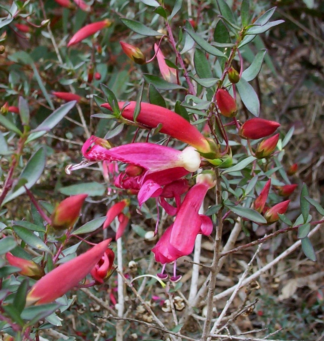 How Emu Bush May Support Rheumatic Heart Disease Prevention