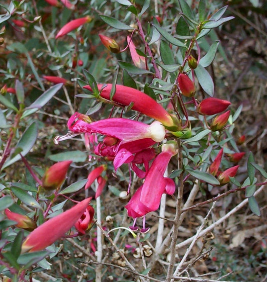 How Emu Bush May Support Rheumatic Heart Disease Prevention
