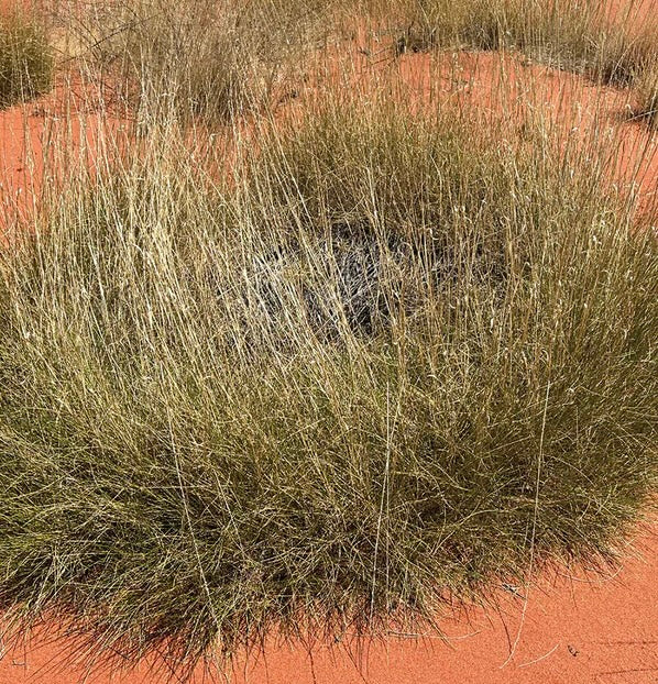 🌿 NEW – Pre-order Outback Spinifex Bush Soap 🌿