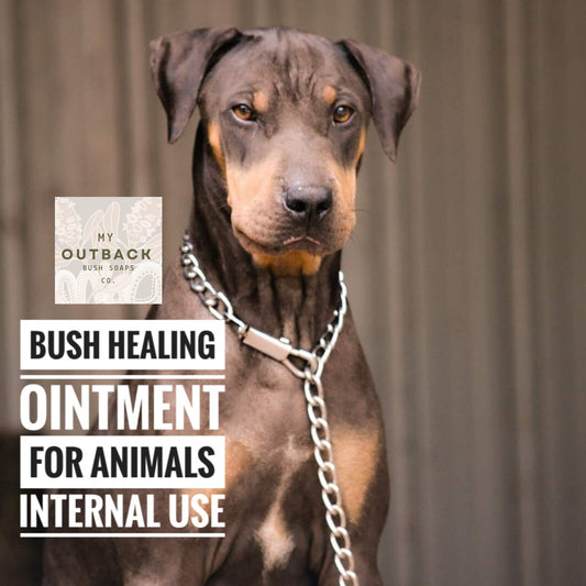 Bush Healing Ointment for Animals